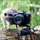 Illustration for article titled Meerkats - Better at Acting in Nature Shows than Photography